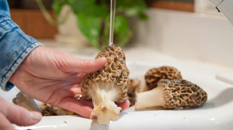 Cleaning morels under running water