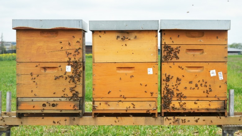 Three bee boxes in a field 