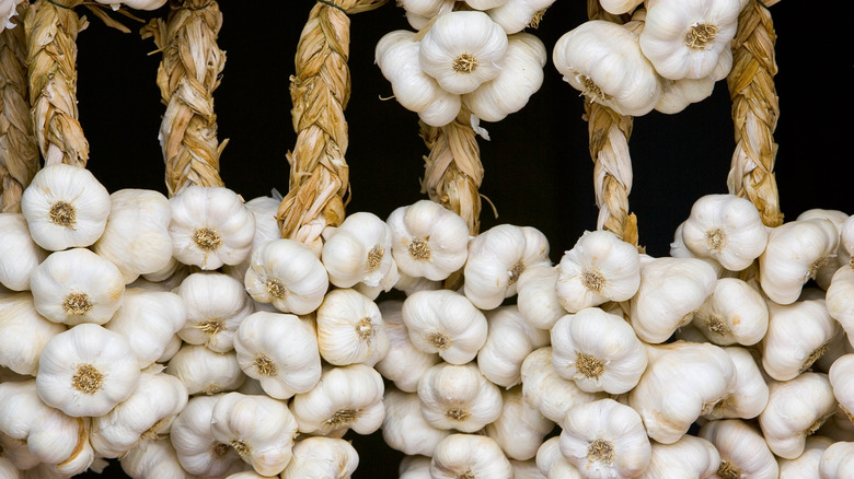 Hanging garlic bulb plaits 