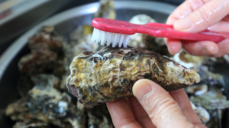 Cleaning oysters with brush