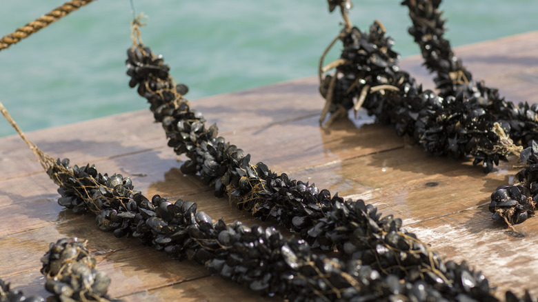 farm-raised mussels on ropes