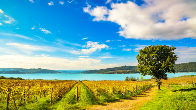 Vineyard near Lake Corbara in Terni Province, Italy