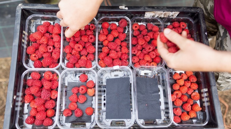 Raspberries getting packed in plastic containers