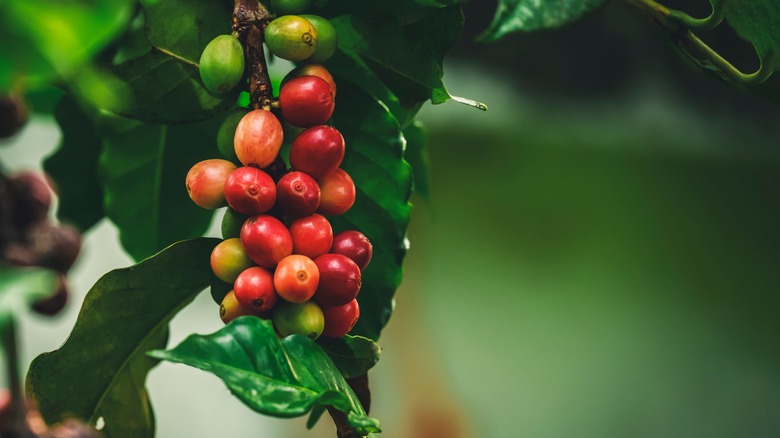 Coffee cherries on plant