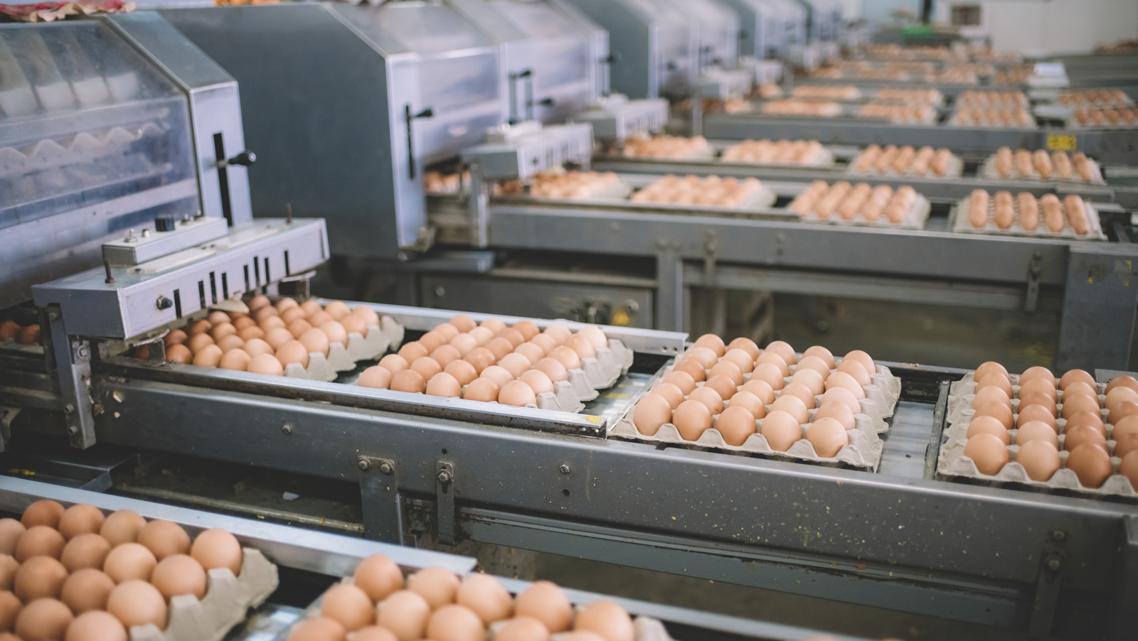 https://www.foodrepublic.com/img/gallery/the-country-that-produces-the-most-eggs-in-the-world/l-intro-1699538857.jpg