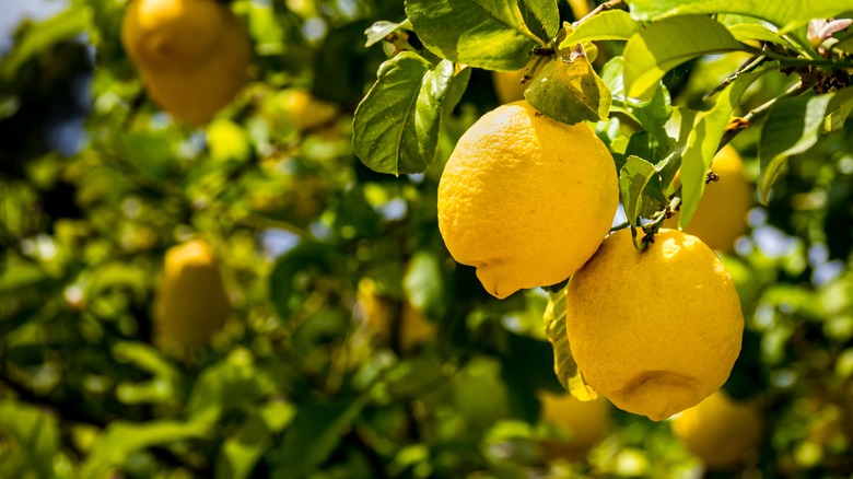 Lemons growing on a tree