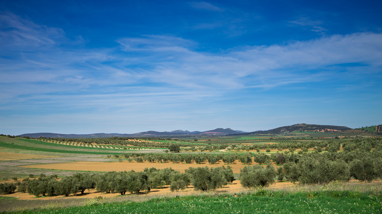 Olive trees in Ciudad Real