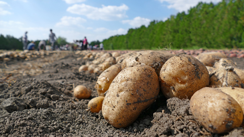 Potatoes in field