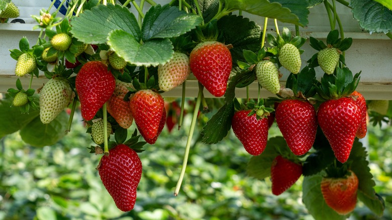 Growing strawberries in a greenhouse