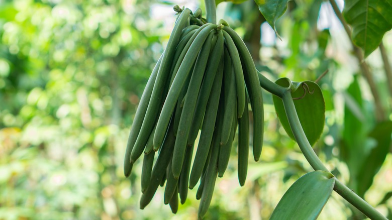 Unripe vanilla pods