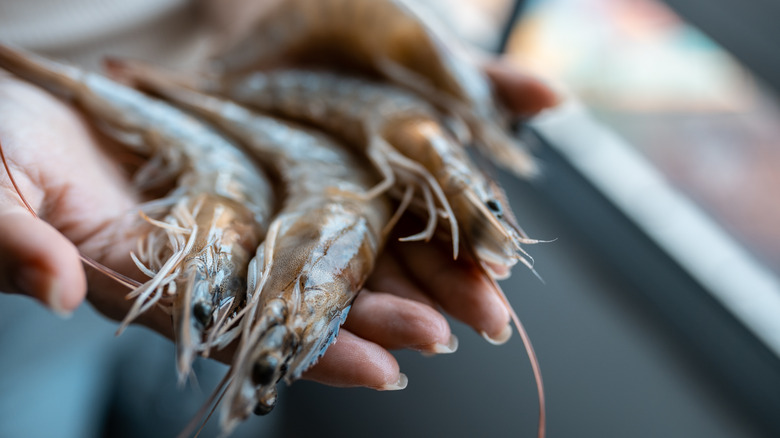 Fresh shrimp in person's hands
