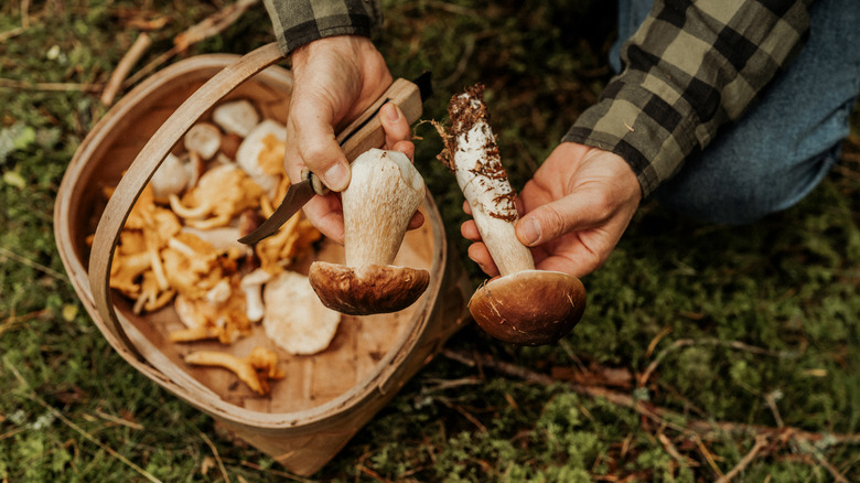 Foraged mushrooms