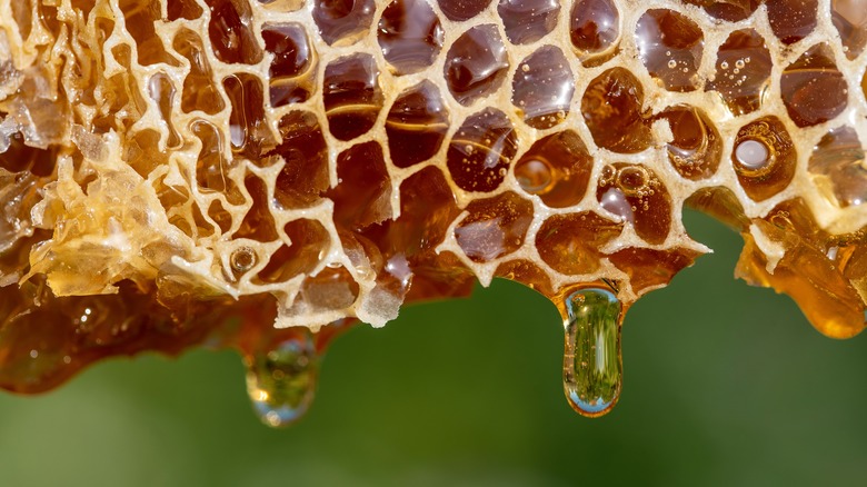 Honey dripping from honeycomb