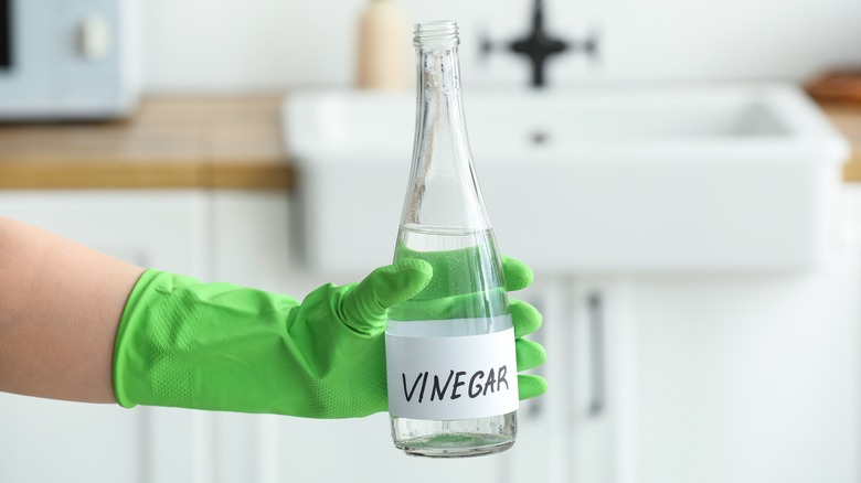 Hand in rubber glove with bottle of white vinegar