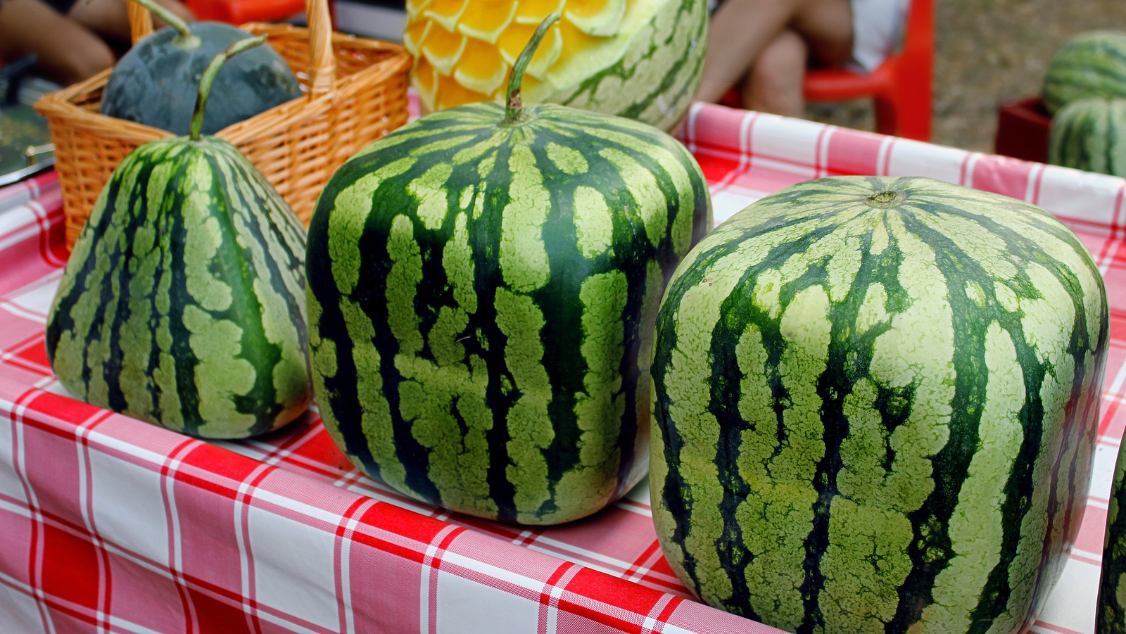 growing square watermelon
