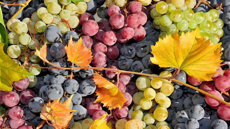 Different colored bunches of grapes