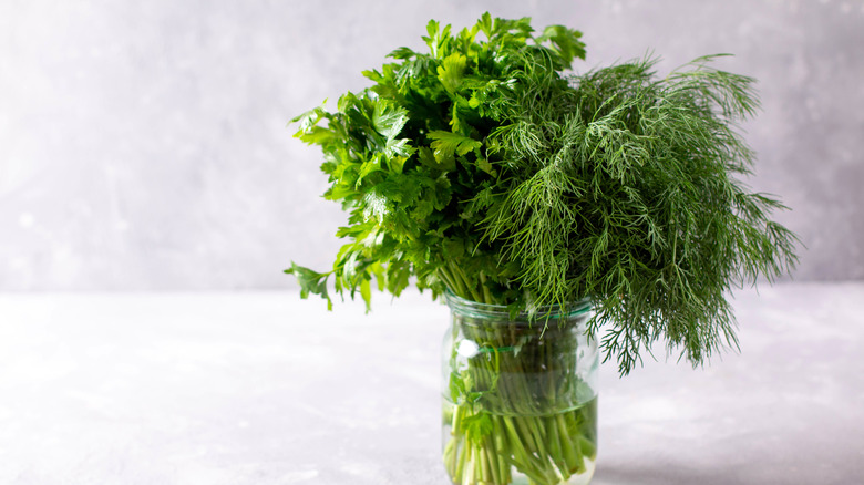 cilantro and dill in jar of water