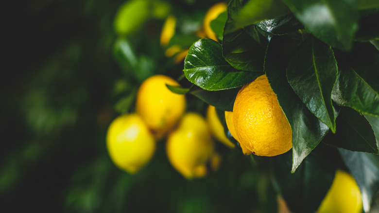 Lemons growing on a tree