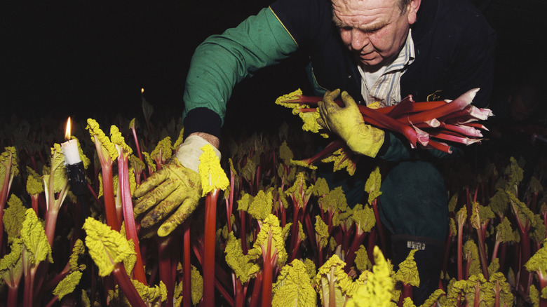 Farmer harvesting rhubarb by candlelight