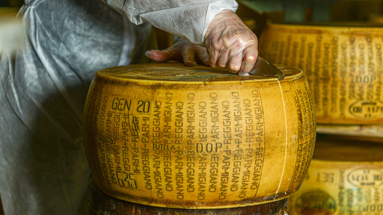 A cheesemonger scoring a wheel of Parmigiano Reggiano