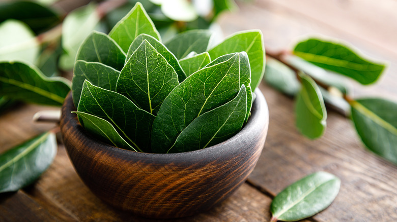 Fresh bay leaves