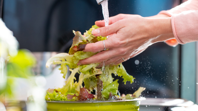 hands washing lettuce over sink