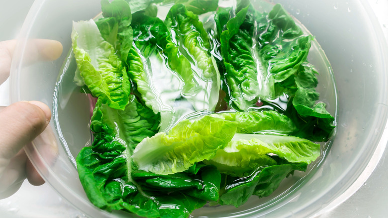 Green lettuce soaking in bowl of water