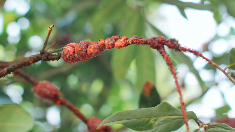 Lac insect resin on tree branch used for shellac