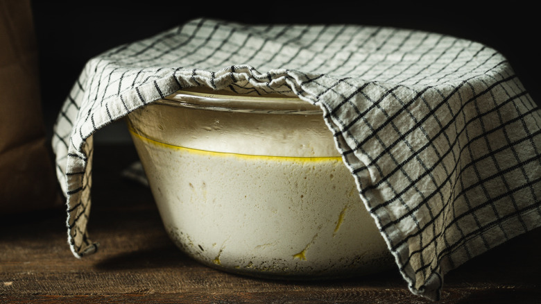 Dough rising in covered bowl