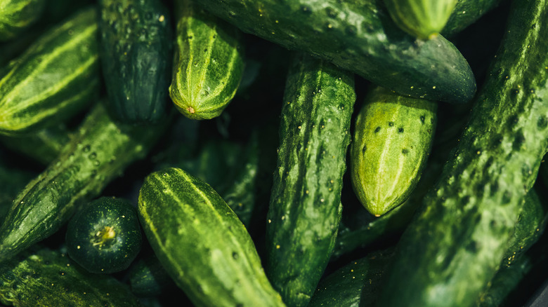 Box filled with whole fresh cucumbers