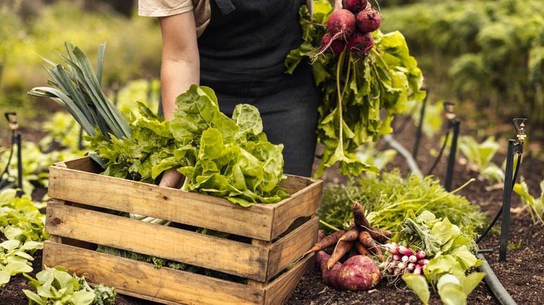 Farmer picking vegetables