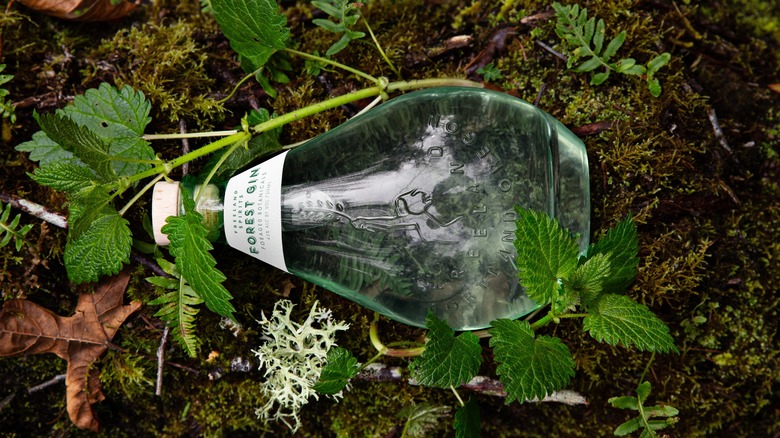 Forrest Gin surrounded by plants