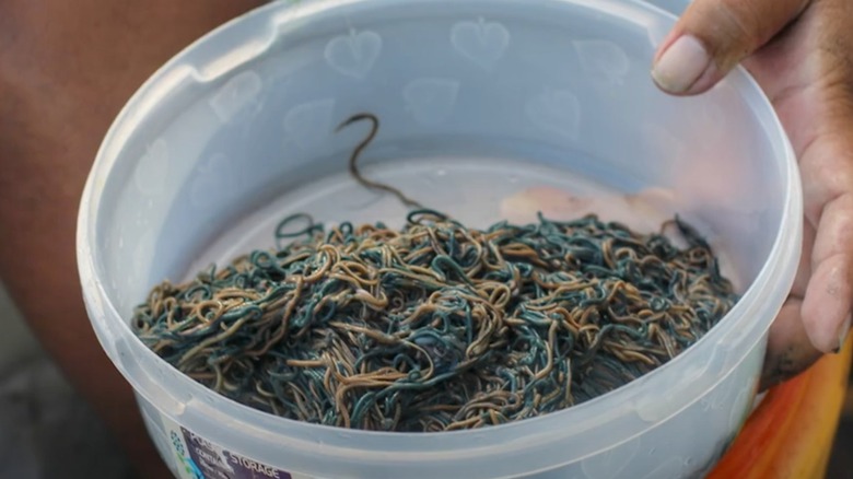 a bowl of palolo worms