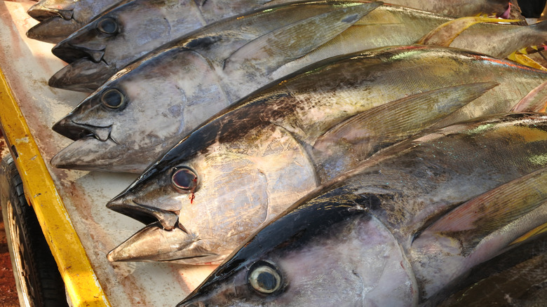 row of bigeye tuna on ice