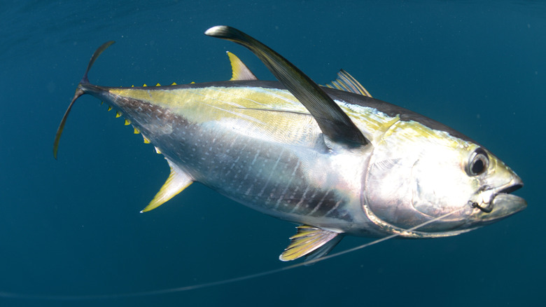 Yellowfin tuna in water
