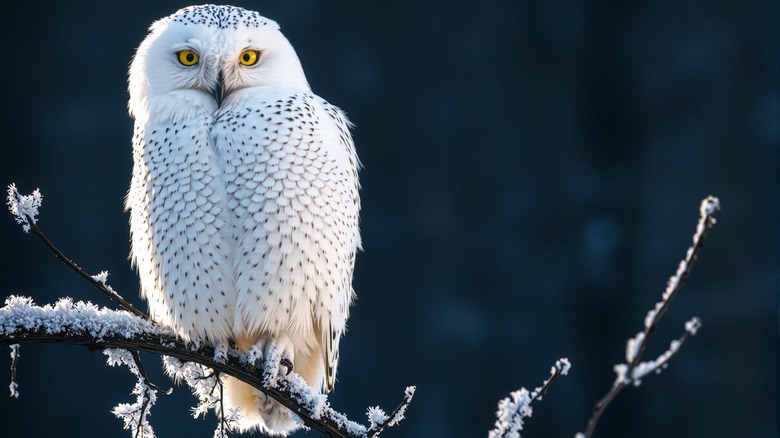 snowy owl on branch