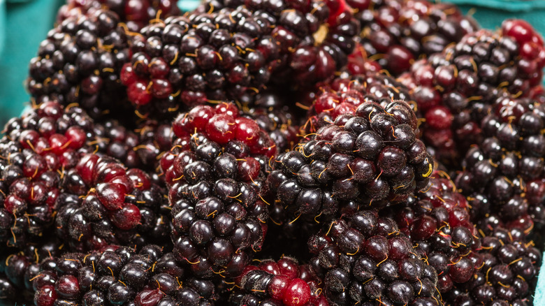 freshly picked marionberries