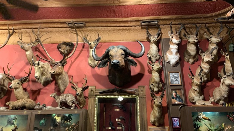 taxidermy at The buckhorn Exchange