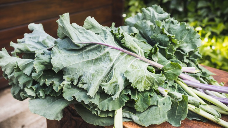 Freshly harvested collard greens