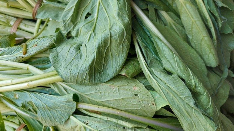 Close up of raw mustard greens