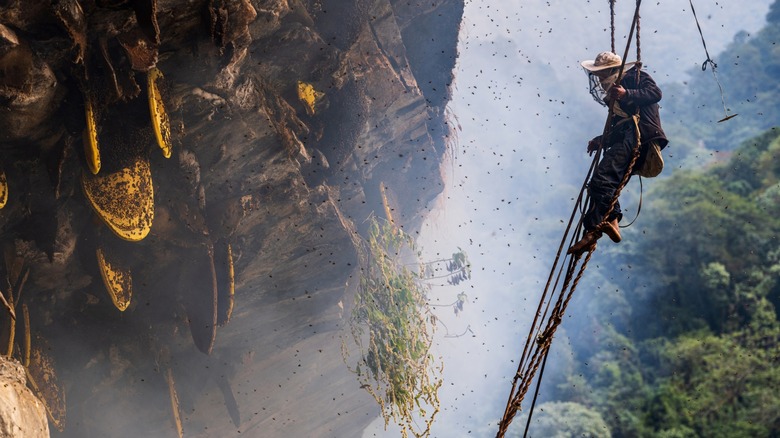 Nepalese honey harvester is suspended from ropes, collecting honey from the cliffs of Nepal