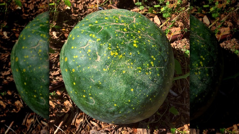 Moon and Star watermelon in a garden