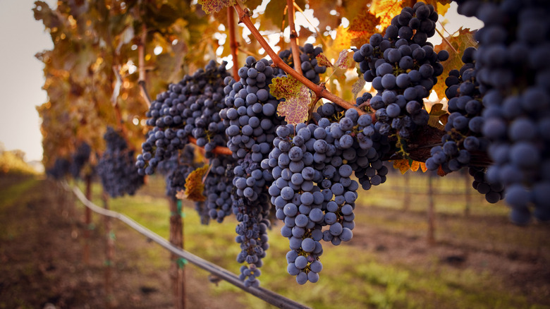 ripe cabernet sauvignon grapes on the vine