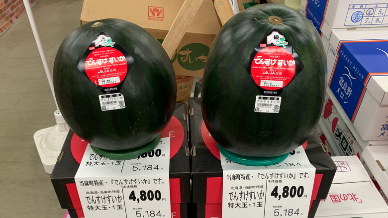 Two Densuke black watermelons in Japan