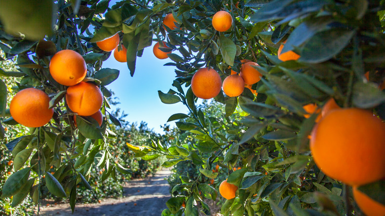 California orange trees