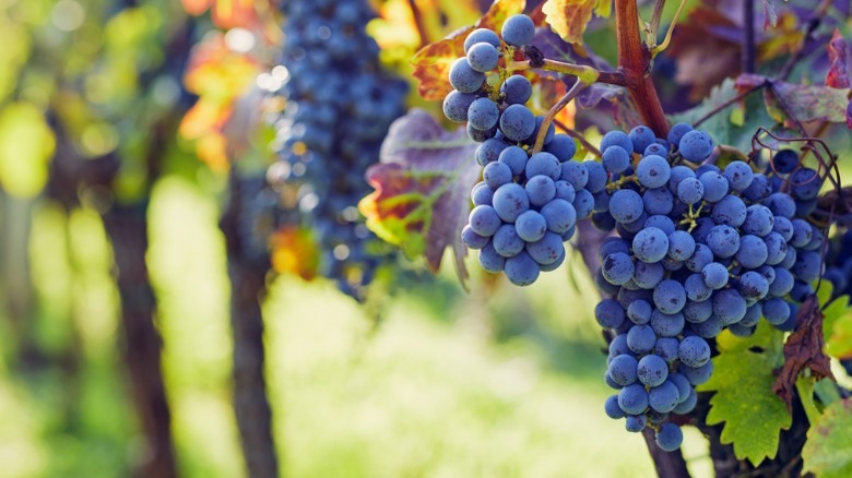 Grape vines at a vineyard 