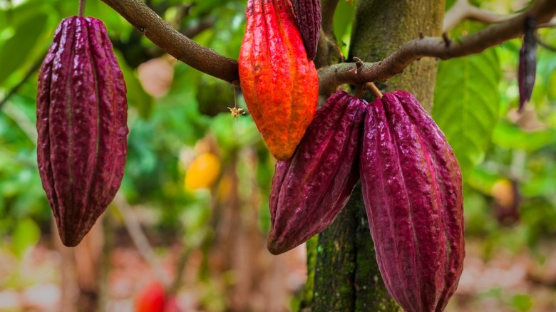 Cacao fruit on a branch 