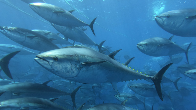 School of tuna fish swimming 