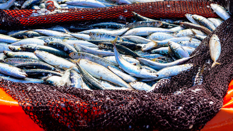 fishing net with sardines
