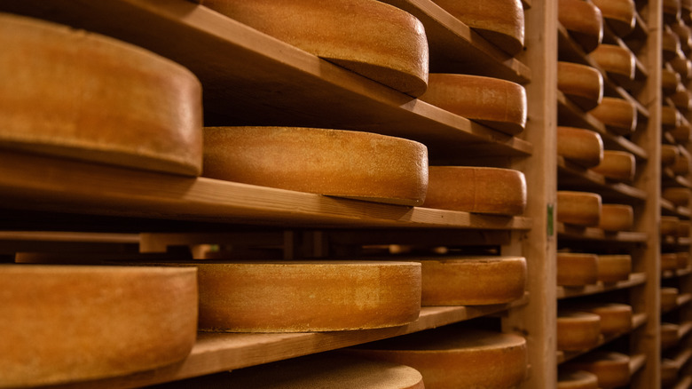 aging Swiss cheese in cellar